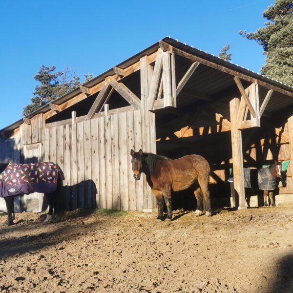 abris pension simple dénalie cheval harmonie