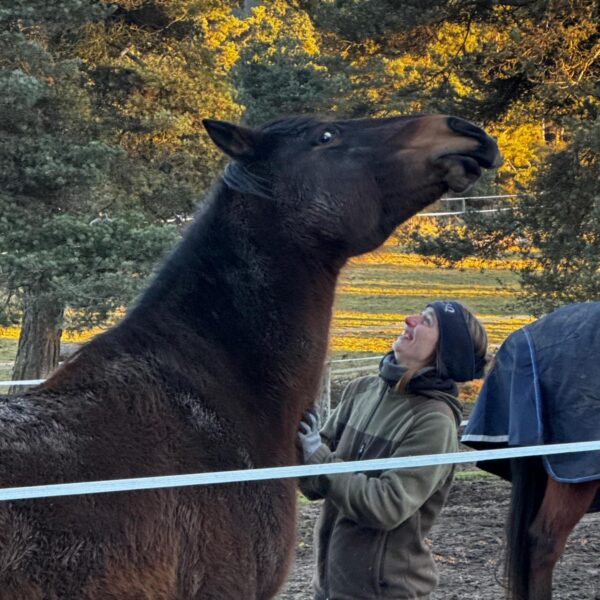 pensionnaire pension cheval harmonie