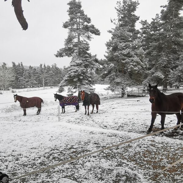 Troupeau hiver