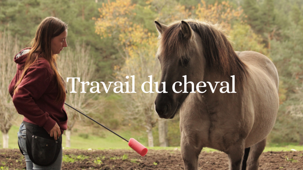 PRESTATIONS : travail du cheval