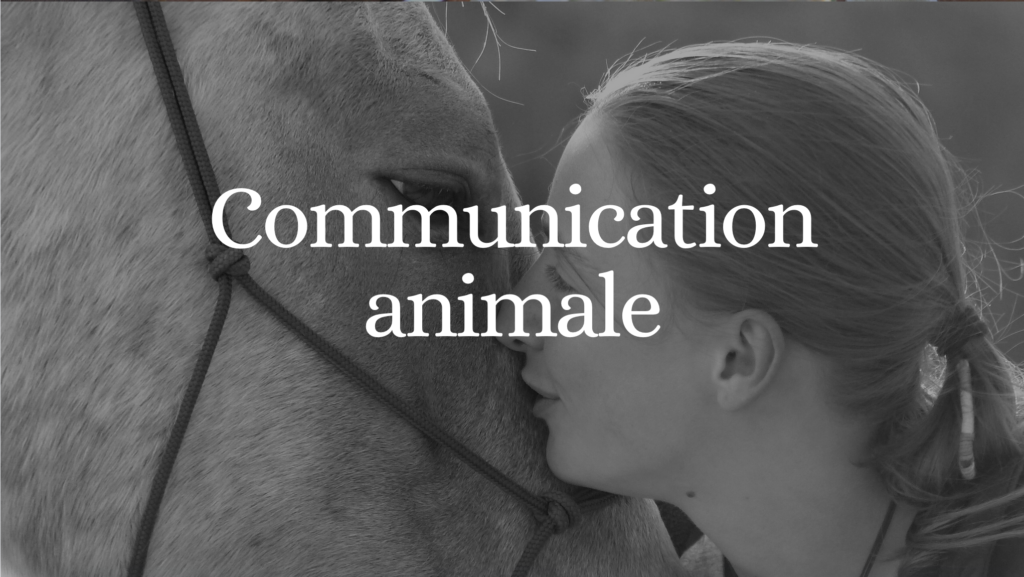 Découvrez mes prestations de communication animale pour mieux comprendre et renforcer la relation avec votre compagnon